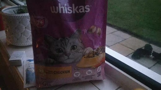 The Japanese bobtail cats are over the moon with their whiskers | Wilfred E Cook