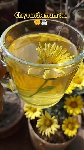 Chrysanthemum tea benefits 👉