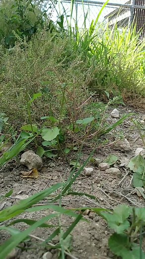 camouflage level: expert. where's the whitetail fawn? #deer #babywildlife #soundsofnature #fyp