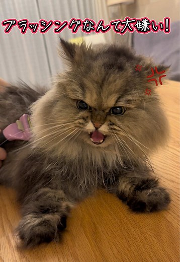 長毛種猫のブラッシングとおやつタイム