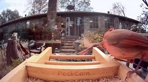 PeckCam® Bird Feeder with Camera - 4MP 2K Live AI Bird Species Identification Instant Arrival Alerts - Smart Cameras Birds Feeders Solar Powered Birdwatching Gift for Birdlover Mom Dad, 2.4GHz WiFi