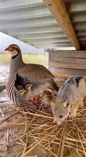 Partridge Baby And Jackel Baby Together stay with Breeder Chakoor #birds #viral #birdsofinstagram