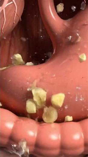 What Happens to a Banana Inside Your Body | Realistic 3D Digestive System Animation Anatomy Arts 3D