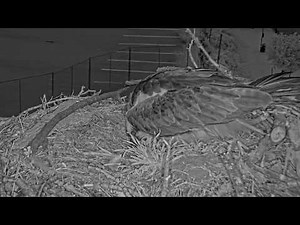 First Egg Starts Hatching On Hellgate Osprey Cam | June 11, 2026