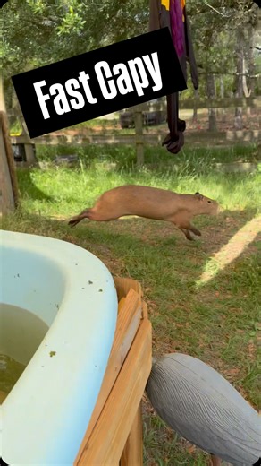50K views · 10K reactions | Did you know capybaras can run up to 21...