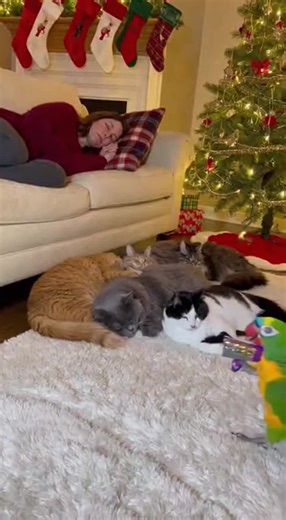 Parrot Causes Hilarious Christmas Cat-tastrophe