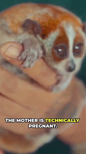 The Mammal That Can Pause Pregnancy