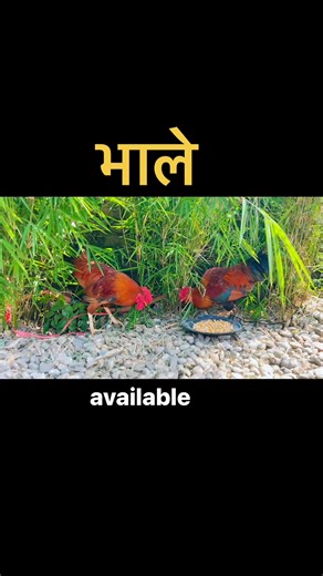 100% local Bhale . Local chicken in kathmandu | Lokal Organic