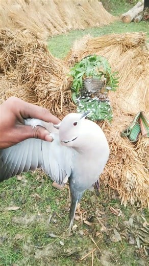 দোলে ঘুঘু‌ শিকার।। Eurasian collared dove hunting videos.#birds #hunting #ঘুঘু_পাখি #nature #2026