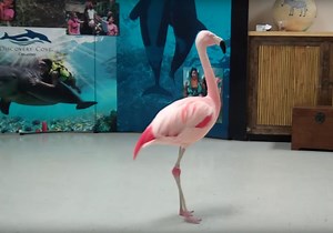 Florida Man Jailed After Lethally Attacking Flamingo at Bush | Plants And Animals
