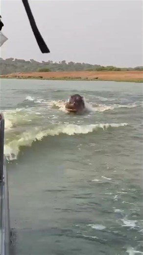 🦛🚤 Angry Hippo Attacks Boat | Terrifying Wildlife Encounter 🌊😱