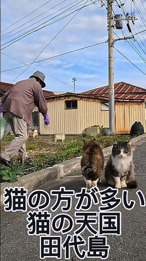 Welcome to Japan's Famous Cat Island in Miyagi!
