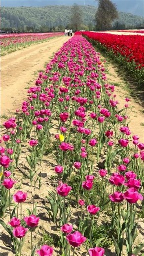 The Harrison Tulip Festival at Onos Farms (5039 Lougheed Hwy, Agassiz).