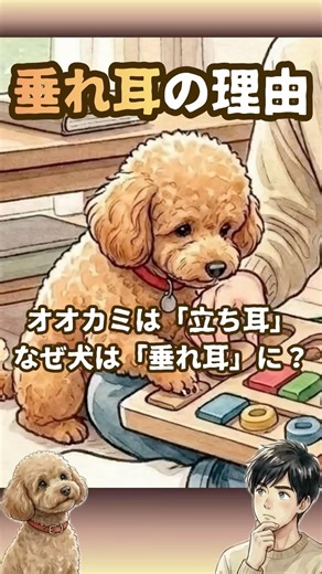 【豆知識】ただ可愛いだけじゃない！愛犬の「耳の形」に隠された感動の秘密 #shorts