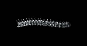Hologram screen 3d of vertebral column in the human body loop