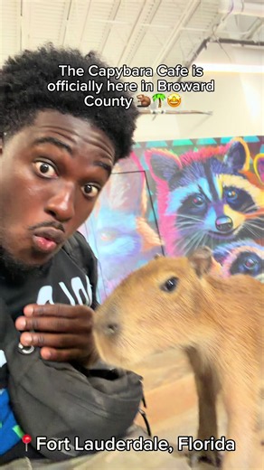 The Capybara Cafe is officially open in Broward County 🦫🌴 I pulled up to the grand opening in Fort Lauderdale and got to hang with capybaras, lemurs, parrots, a fennec fox, ferrets, and more. Definitely a cute family-friendly experience to check out inside Thrive District. @capycafefl 📍 744 NW 5th Ave, Unit 1111, Fort Lauderdale, FL 33311 Located inside Thrive District.