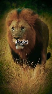 7.6K views · 36 reactions | Yon lion pa yon joét mét granmoun sou nous. Call for your NCLEX reviews it's a guarantee (631) 708-2121 | Marie France Senat | Facebook