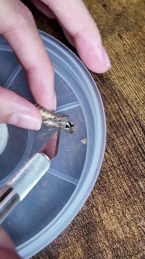 ナミアゲハの蛹、動きがないので開封