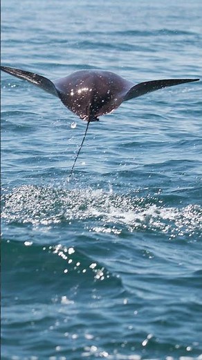 Top 10 Amazing Facts About Manta Rays for Kids! Educational Video #mantarays #seacreatures