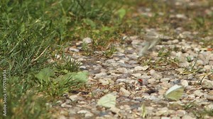 Small butterflies take off and land in a small rocky area as ants and other insects crawl around. Close up.