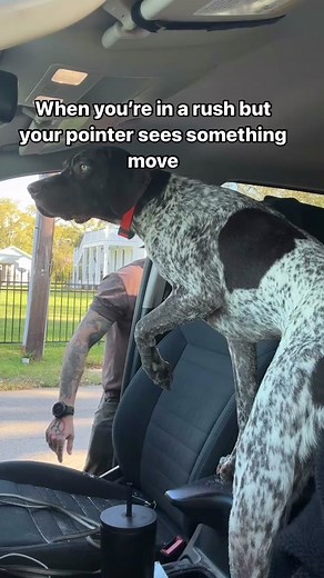 German Shorthaired Pointer Puppy Patience Funny Video