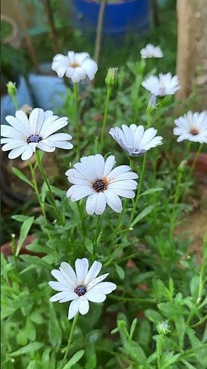 African daisy or osteospermum #homegarden #gardening #flowers
