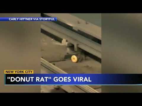 NYC 'donut rat' goes viral