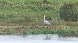 Nice views of the Common Crane outside our house at Hillwell this afternoon! More on our series of award-winning wildlife and photography holidays at http://www.shetlandwildlife.co.uk/holidays/wildlife.htm | Shetland Wildlife