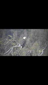 Bald eagle below the lookout at Manning Park Resort May long weekend 🦅🖤 nature therapy and bird watching walks with Wild Vancouver - virtual nature walks with Pacificnorthwestkate | Pacificnorthwestkate