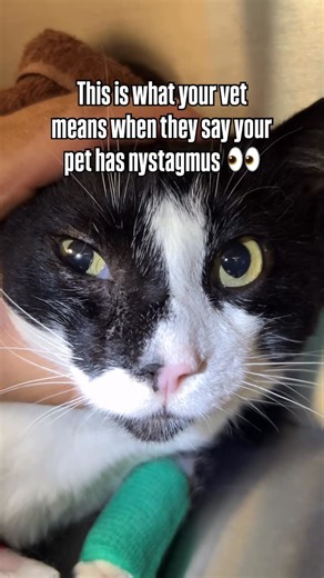 𝐃𝐫. 𝐉𝐮𝐚𝐧 𝐒𝐞𝐛𝐚𝐬𝐭𝐢𝐚𝐧 𝐎𝐫𝐣𝐮𝐞𝐥𝐚 | This cat is showing horizontal nystagmus, where the eyes move rapidly side to side. Nystagmus is an involuntary eye movement that tells us... | Instagram