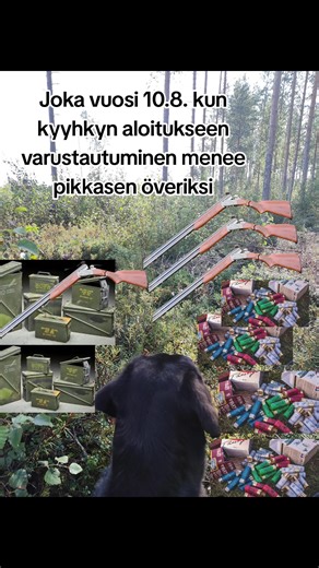 Preparation for Pigeon Hunting Season with Labrador Working Dog