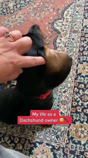Back to factory settings for Hector 😅 #dachshundsoftiktok #dachshundpuppy #sausagedog #sausagedoglife #sausagedogsoftiktok #sausagedogsoftiktok #puppy #doggo #fulltimejob #dachshundowner