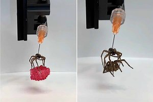 Nécrobotique : des scientifiques transforment des araignées mortes en pinces robotisées totalement fonctionnelles