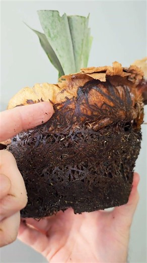 This Platycerium stem is SO WEIRD #plants #amazing