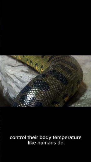 Why snakes are Cold - blooded