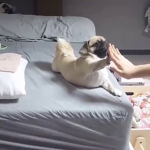 HIGH FIVE! | LADbible