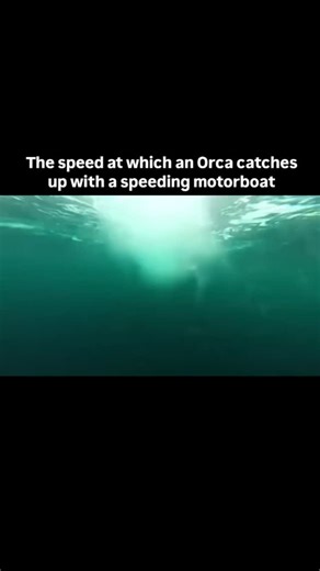 𝐂𝐔𝐋𝐓𝐔𝐑𝐎𝐋𝐎𝐆𝐘 | Orcas, also known as killer whales, can swim up to 34 mph (55km/h), making them some of the fastest predators in the ocean. They’re not... | Instagram
