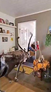 Reindeer Cuteness Overload — Adorable Moments in 60s 🦌