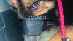 7.5K views · 423 reactions | ****UPDATE: we are so pleased to say...