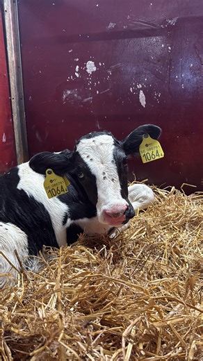 Anställd på mjölkgård | GRLPWR | Mamma | Exotic poledancer on Instagram: "Ibland händer det även mig att det går undan 👋🏻 Blev tyvärr en del omlöp i september 🍁 🐮 och ny påbörjade kor samt kvigor på det 😝 Jag blir inte ledsen om någon går om i brunst denna månad , men jag är väl förberedd att fan i juni då vet jag vad jag och de andra har att syssla med 😅 Kan väll inte bara vara jag som fått till det på detta viset ? Vad har du för babyboom du dragit till med i din besättning / där du jobb