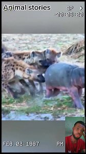 The mother hippo's revenge. #viralpost2025シ #viralreelsfacebook #trendingnow | Animals stories