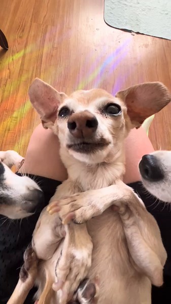 Senior Dog's Tooth Removal Journey Explained