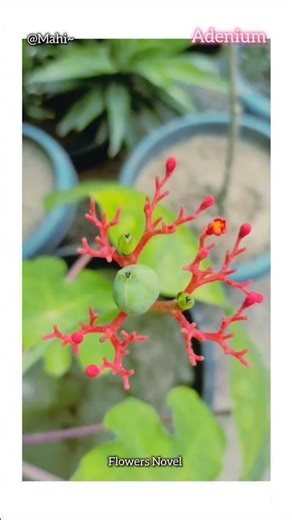 3 types of Adenium #viral #foryou #shortvideo #short #shortsfeed #love #shorts #song #shortsvideo