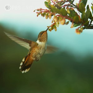 210K views · 42K reactions | No bigger than a human thumb, the...