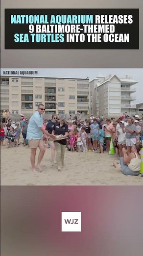 National Aquarium Releases 9 Baltimore-Themed Sea Turtles