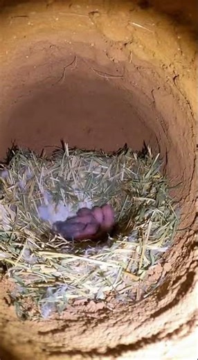 Mouse POV Adventure #felineadventure #shorts #youtubeshorts