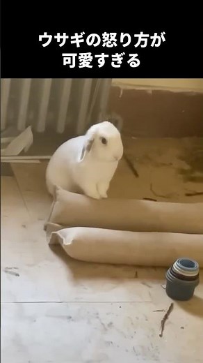 The way the rabbit gets angry is too cute