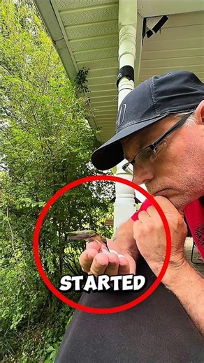 This hummingbird landed on a human hand and then this happened ❤️ #hummingbird #shorts