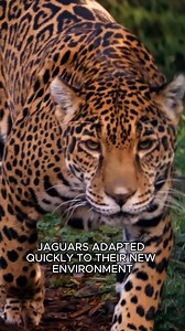 It strikes fear in Latina America! The JAGUAR | Animalogic