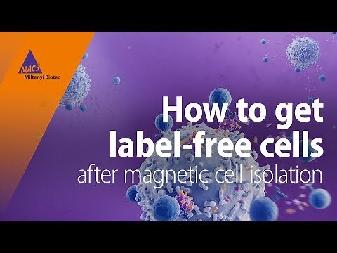 How to get label-free cells after magnetic cell isolation